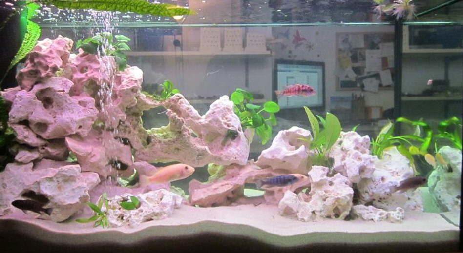 8 Fische rein