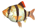 fisch79